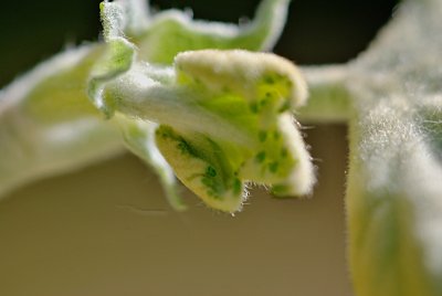 Platanus x hispanica - platan javorolistý - vývoj listu (74) 4